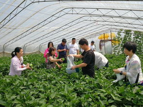 2019年市级农产品质量安全风险监测工作全面启动，筑牢市民餐桌安全防线